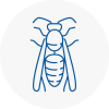 Gullane Wasp Nest Removal